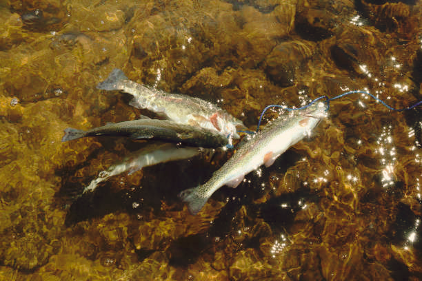 rainbow trout